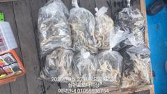 [사천] (삼천포)주꾸미 장원 70여수 남녀노소 누구나 로마피싱(3일출항… 사진