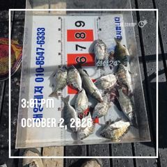 [통영] 해양레저 흘림 감성돔 마리수 조황 사진