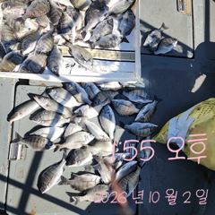 [통영] 2일 감성돔 흘림 조황입니다.꾸준히 잘 나옵니다. 사진