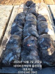 군산 대호피싱 10월2일 17분 쭈꾸미 마무리 소식 전합니다 사진