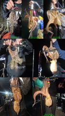 야간 문어 느나~느나 조황 (오늘 4자리 여유) 사진