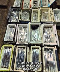 2일,내만갈치,담뱃갑 씨알에,엄청나게 나옵니다,매일출항(월,화~예약가능) 사진