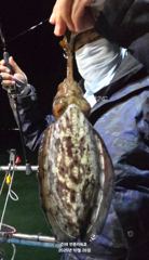 <내만 갈치>2.5~4지까지 손맛! 월요일~예약가능