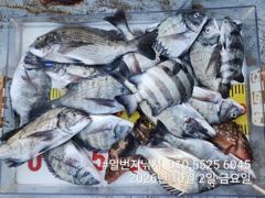 10.02 [남해] 일번지 노도 조황입니다 사진