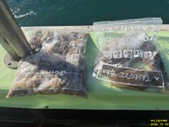 여수그린나래호/10월2일 여수쭈꾸미낚시조황!!(월요일5일 내만갈치예약가능!) 사진