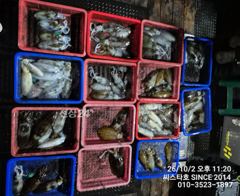 씨스타호 2일 무늬 상황 원 투 퍽퍽~~ 사진