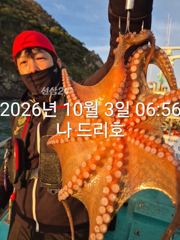 3일, 싸이즈 좋은 문어가 판치는 군산 잘나오고 있어요~실시간~군산낚시프라자 나드리호 사진