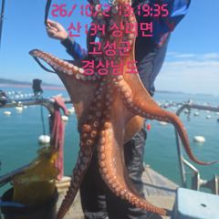[고성] 오늘 사량도돌문어 출조합니다 오후3시 출조합니다 자리여유 많습니… 사진