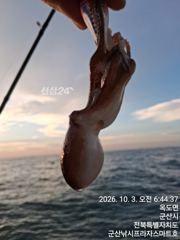 3일, 군산은 갑오징어 천국~나오고 있어요~실시간~군산낚시프라자 스마트호 사진