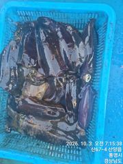 뉴 해병호 무늬오징어 바람굿통에도 히트히트 1항차자리여유 2항차 자리여유 사진