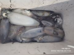 (팁런)인생 첫 무늬 초보팀 대성공~고수의 품격~대동낚시(오늘 예약) 사진