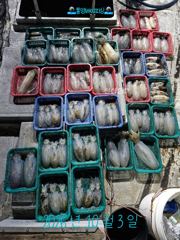 [통영] 10/2(금)6분조황 씨알과마리수 풍족 무늬오징어 팁런 통영베이… 사진