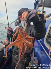 [군산아시아호] 문어 실시간 10/3 사진