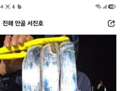 [진해] 내만갈치 선비 이벤트 사진
