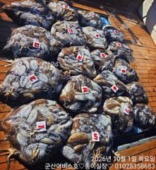 ♡어비스호~ 1일 갑오징어 대~~박 조황♡ 사진