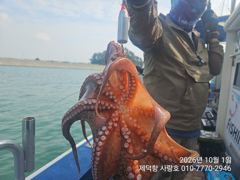 [진해] "여밭돌문어" 시월 첫날 3자릿수 개인13수12수12수11수등 … 사진