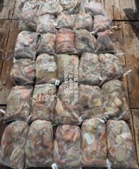 3일, 군산문어 싸이즈 확달라진 ~덩치급 문어들~ 굿굿조황~군산낚시프라자 포세이돈호 사진