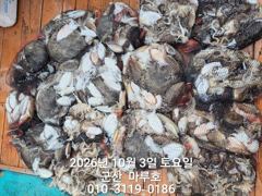 ☆ 10/3 마루호 갑오징어 최종 조항 ~ ☆ 사진