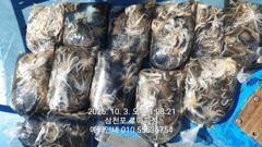 [사천] (삼천포)세 자릿수 다수 주꾸미 쌍걸이 폭격~로마피싱(5일예약) 사진