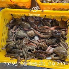 유신호 포인트 문어 씨알 사진