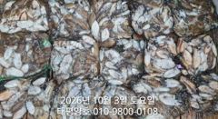 ★★ 10/3 {군산 대일피싱} 태평양호 갑오징어 조황입니다 사진