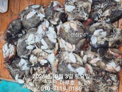 ★★ 10/3 {군산 대일피싱} 마루호 갑오징어 조황입니다 사진