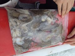 [시간낚시]10월3일인천배낚시덕적호쭈갑조황사진 사진