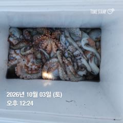 [남해] 1.8k, 0.9k 다수! 하동 가을 문어 오픈되었습니다! 선수… 사진