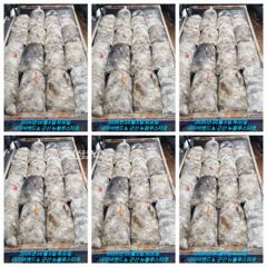 26시즌 10월 3일 군산 뉴 블루스타호 쭈꾸미 28일차 조금물때 마리수 기본 조황. 사진