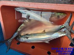 삼치에 방어도 거들어주네요