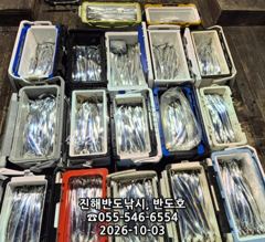 [진해] 3일,내만갈치,커진 씨알에,엄청나게 나옵니다,매일출항(월,화,수… 사진
