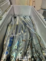 10월3일입항 대갈치 조황소식 입니다
