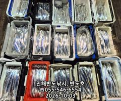 3일,내만갈치,커진 씨알에,엄청나게 나옵니다,매일출항(월,화,수~예약가능) 사진