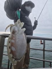 10월3일 쭈갑 조황입니다 사진