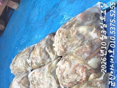 [군산아시아호] 문어 대박 조황 10/3 사진