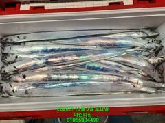 [여수 마린피싱] 바람이불고~파도가높아도~갈치는 꾸준히 올라오는 상황!!! 010-6683-4490