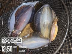 [통영] 똥바람통,무늬들,(오늘,좋은날씨,원도권,출항확정,자리널널) 사진