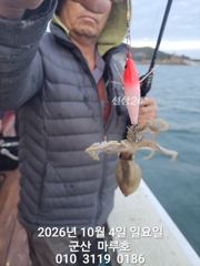 ☆ 10/4 군산 마루호 쭈꾸미 실시간 조항 ☆ 사진