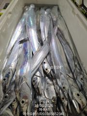 여수슈퍼스타 대갈치 조황 ~~~ 사진