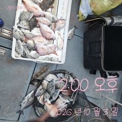 [고성] 4일 감성돔 참돔 골고루 잡고 조기 철수했습니다.