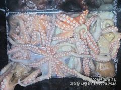 [진해] "돌문어" 1100g1000g외KKKK들 엄청나고 개인15수14… 사진