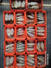 38분전 [부산] 부산 달인호 10월4일 감성돔 조황 《이벤트 중》