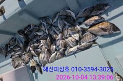 [고성] 해신피싱호 감성돔 5짜 3짜 외 마릿수 조황입니다.