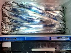 내만갈치,3지4지 전원만쿨 오늘출항 월,화,수,목,금,토,일,쭉 예약가능 준내만갈치,오늘출항 월,화,수,목,금,토,일,쭉 예약가능