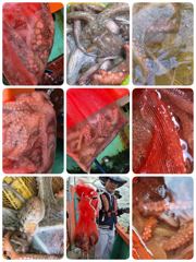 실시간) 10/4 주간돌문어!(오늘밤2부돌문어모집) 사진
