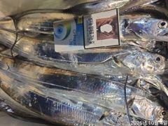 [진해] 4일새벽 내만갈치 담배갑씨알까지 전원 신나게 잡고~!!(월,화,…