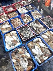 [주꾸미·갑오징어조황]10월4일안면도천일호깁오징어조황