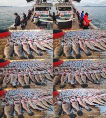 [고흥,녹동] 붉바리조황 이정도는 잡아봐야지요대박 조황입니다 10월04일