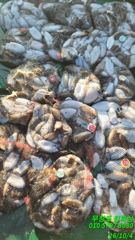 [서천,보령] 무창포_킹피싱_킹피쉬호_10월_4일_갑오징어_조황_입니다. 6일… 사진