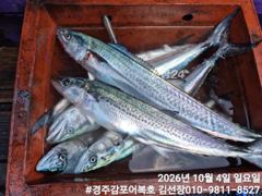 삼치랑 방어들이 엄청나게 많이 올라오네요!